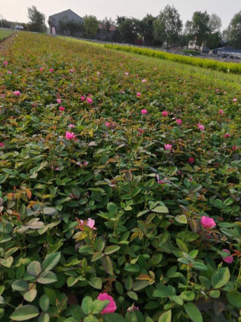 地被月季苗营养袋苗40~50cm