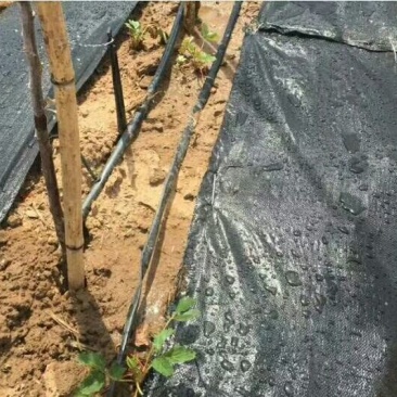 除草布农民的福利都来看看啦