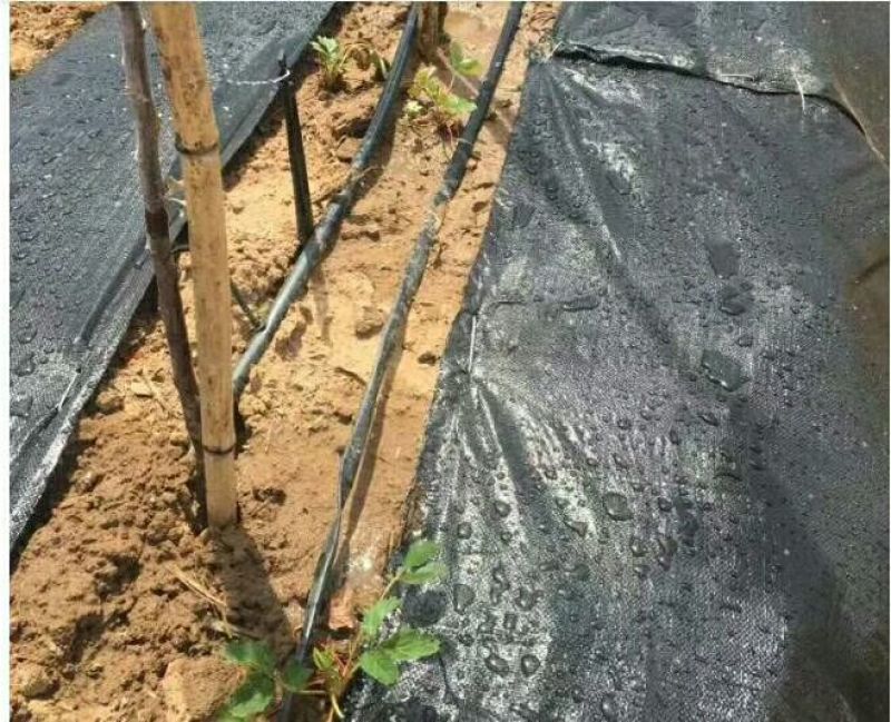 除草布农民的福利都来看看啦