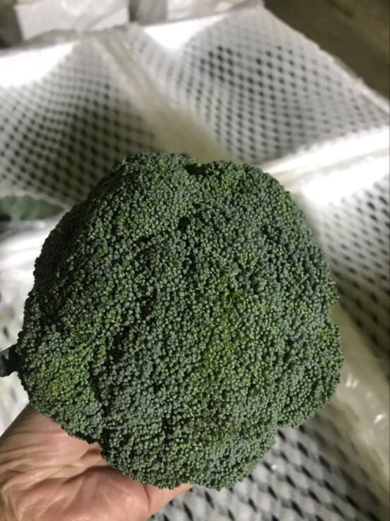 耐寒优秀西兰花0.8~1.5斤，产地直供，量大价优