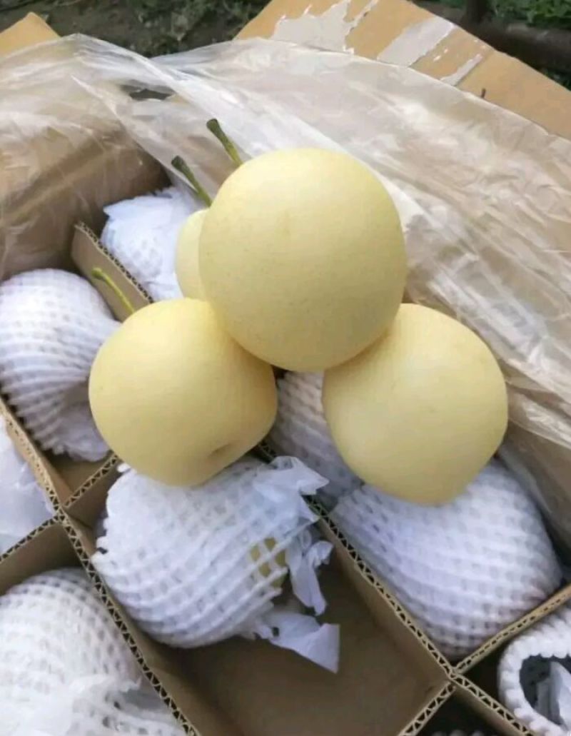 河北梨精品皇冠梨雪花梨水晶鸭梨