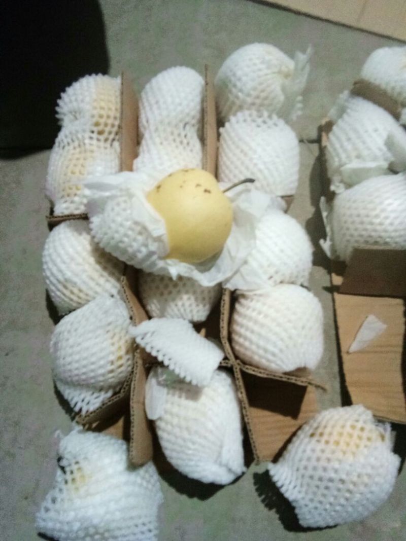 河北梨精品皇冠梨雪花梨水晶鸭梨