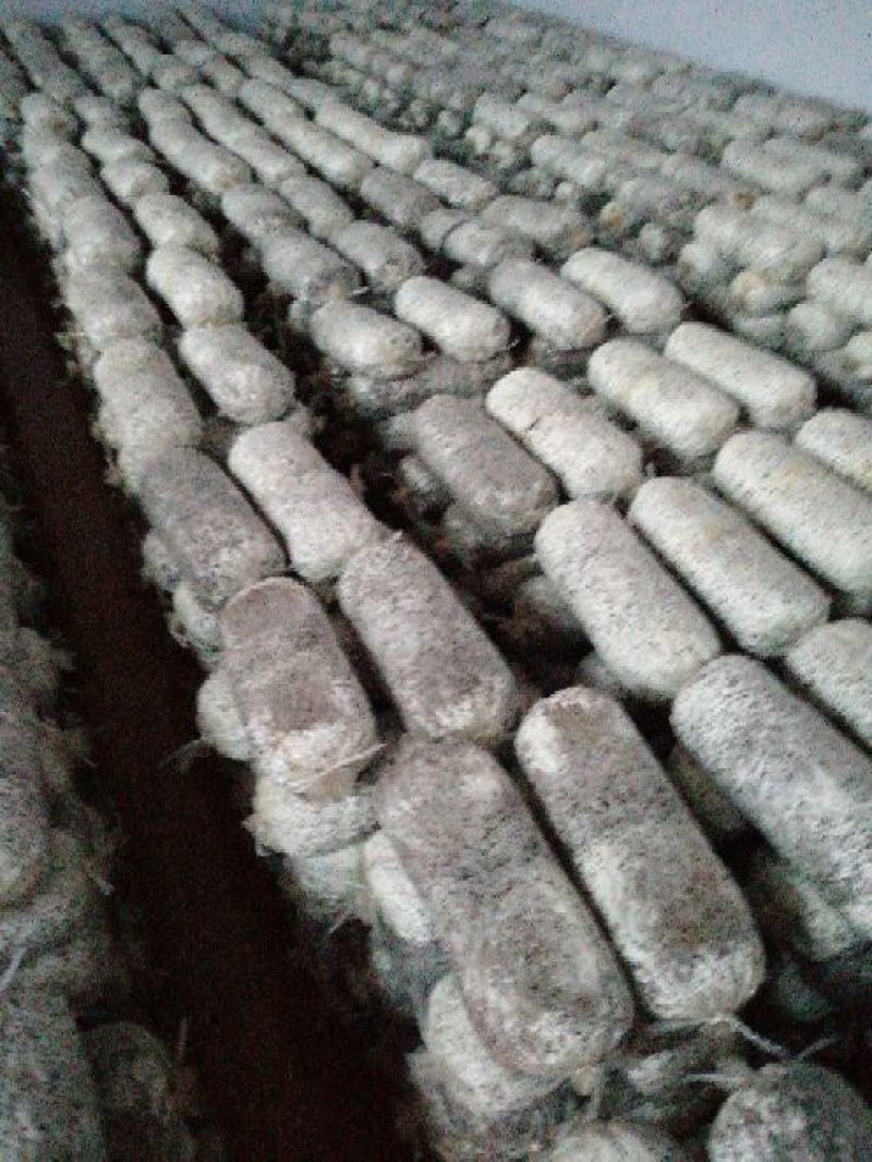 平菇菌种原种栽培种菌种菌棒欢迎来电洽谈