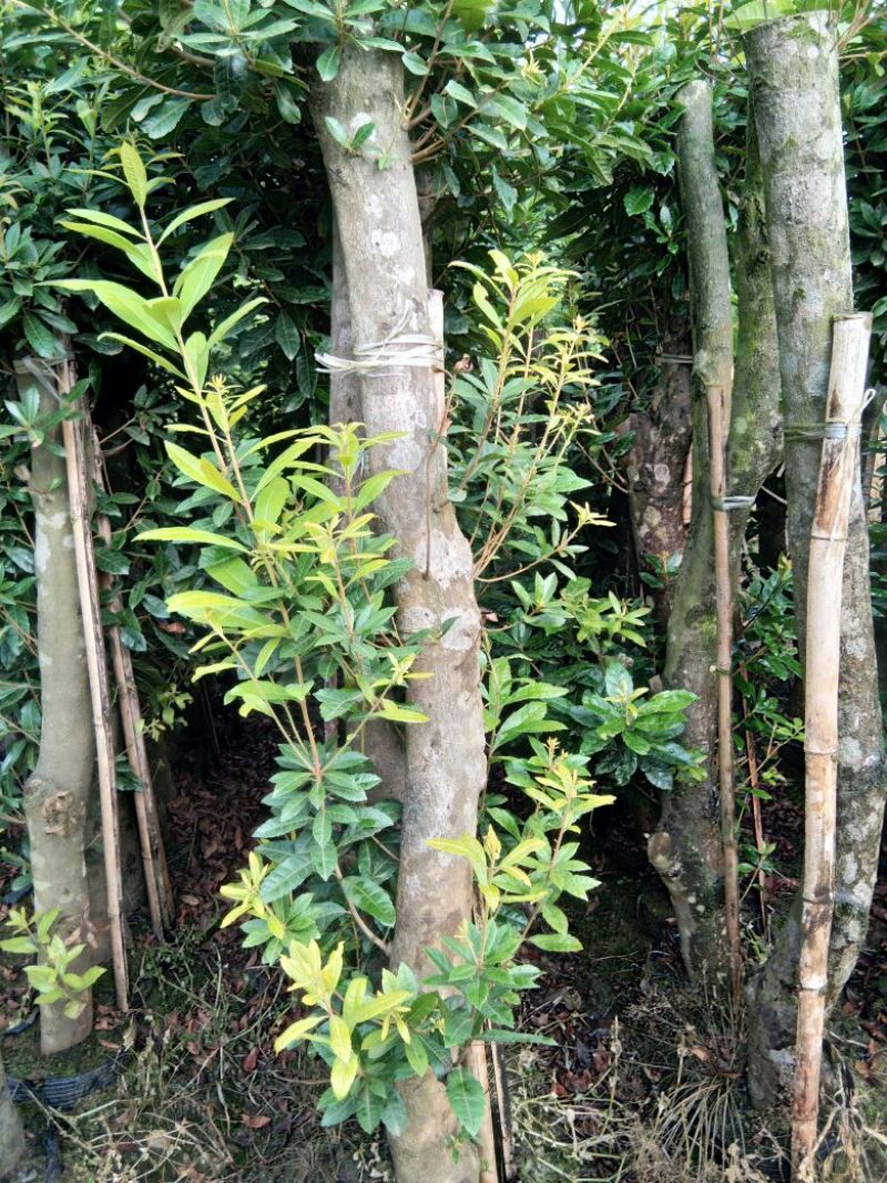 杨梅苗高压杨梅苗当年结果苗