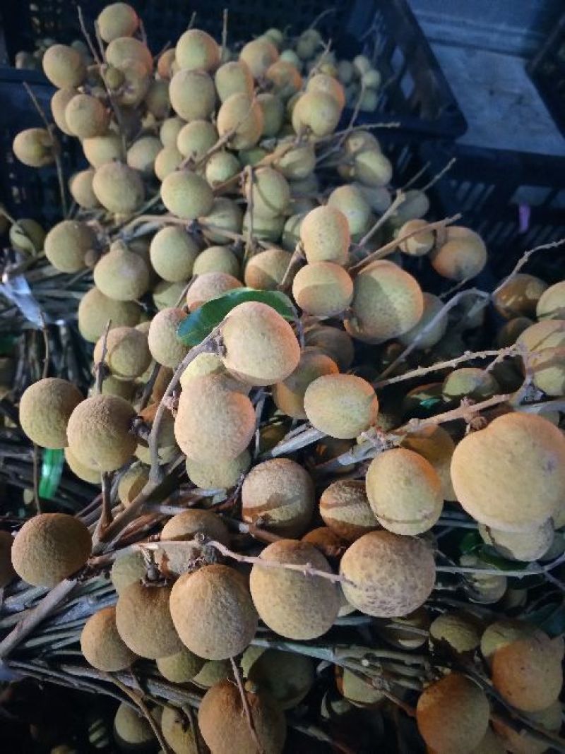 大量桂圆上市
