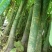 发财树8公分大根须发达现挖现买量大从优