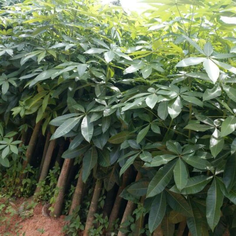 发财树8公分大根须发达现挖现买量大从优