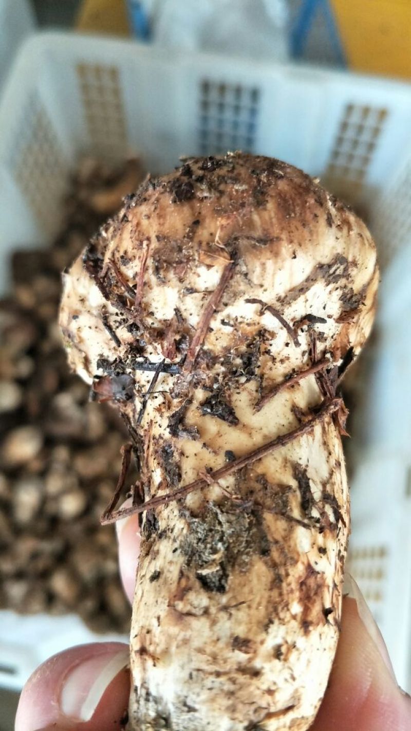 香格里拉松茸5-7公分不包邮