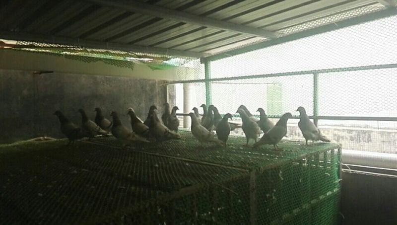 鸽子