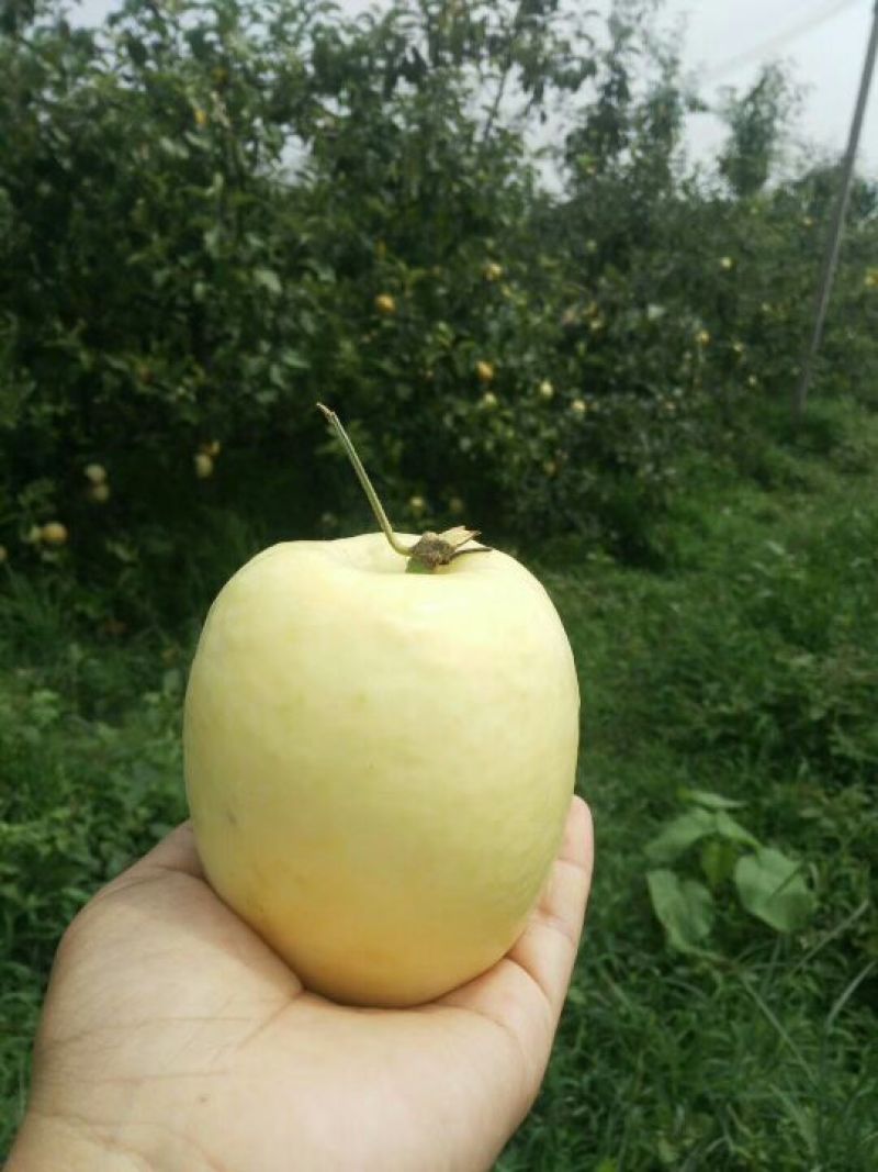 早熟纸袋华硕苹果