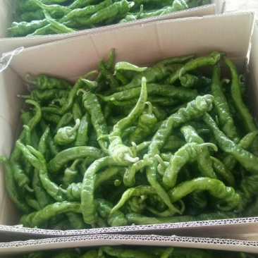 牛角尖椒圆椒螺丝椒