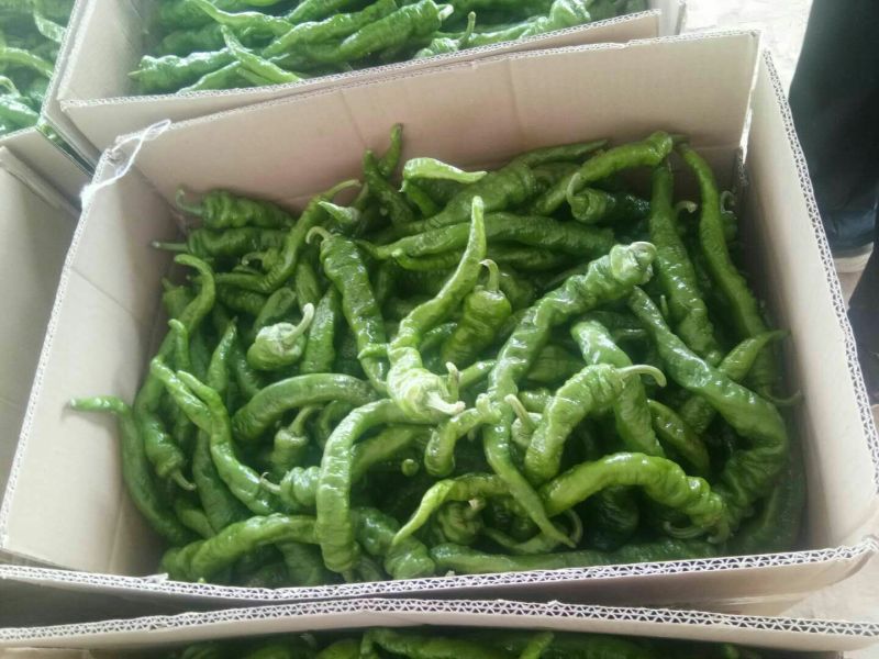 牛角尖椒圆椒螺丝椒