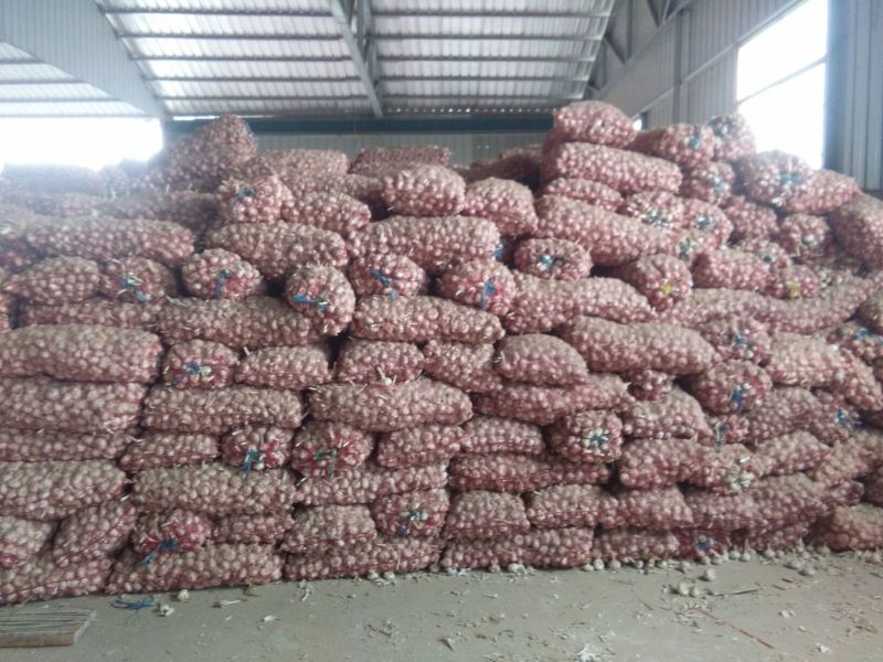 金乡紫红皮太空大蒜，价格便宜，质量好，适合发市场，做蒜种