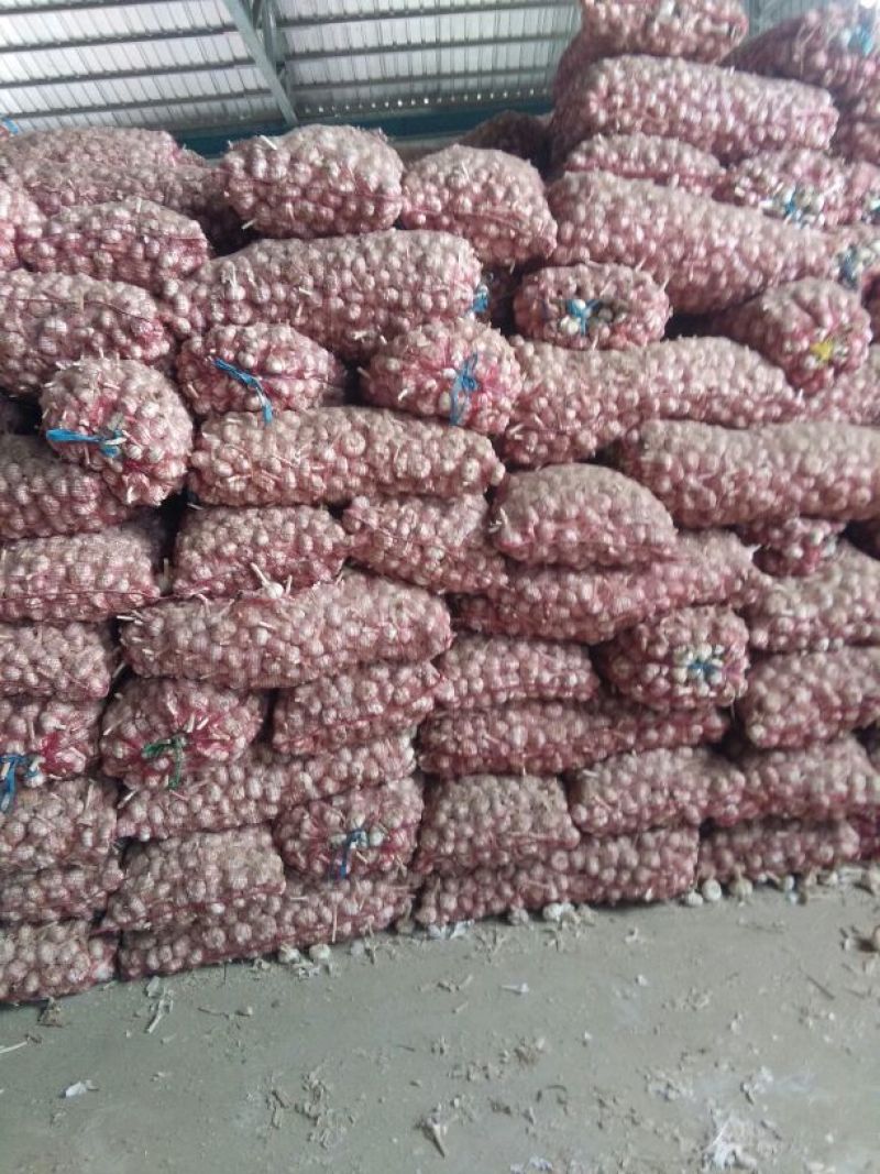金乡紫红皮太空大蒜，价格便宜，质量好，适合发市场，做蒜种