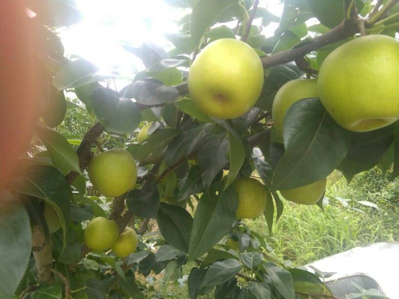 李子，翠冠梨，皇冠梨各种脐橙，苍渓红心猕