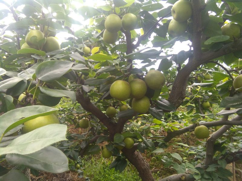李子，翠冠梨，皇冠梨各种脐橙，苍渓红心猕
