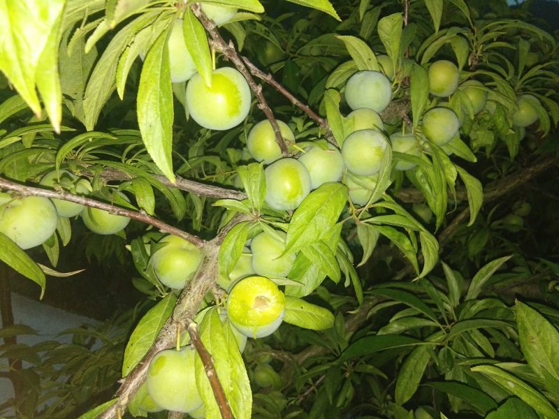 李子，翠冠梨，皇冠梨各种脐橙，苍渓红心猕