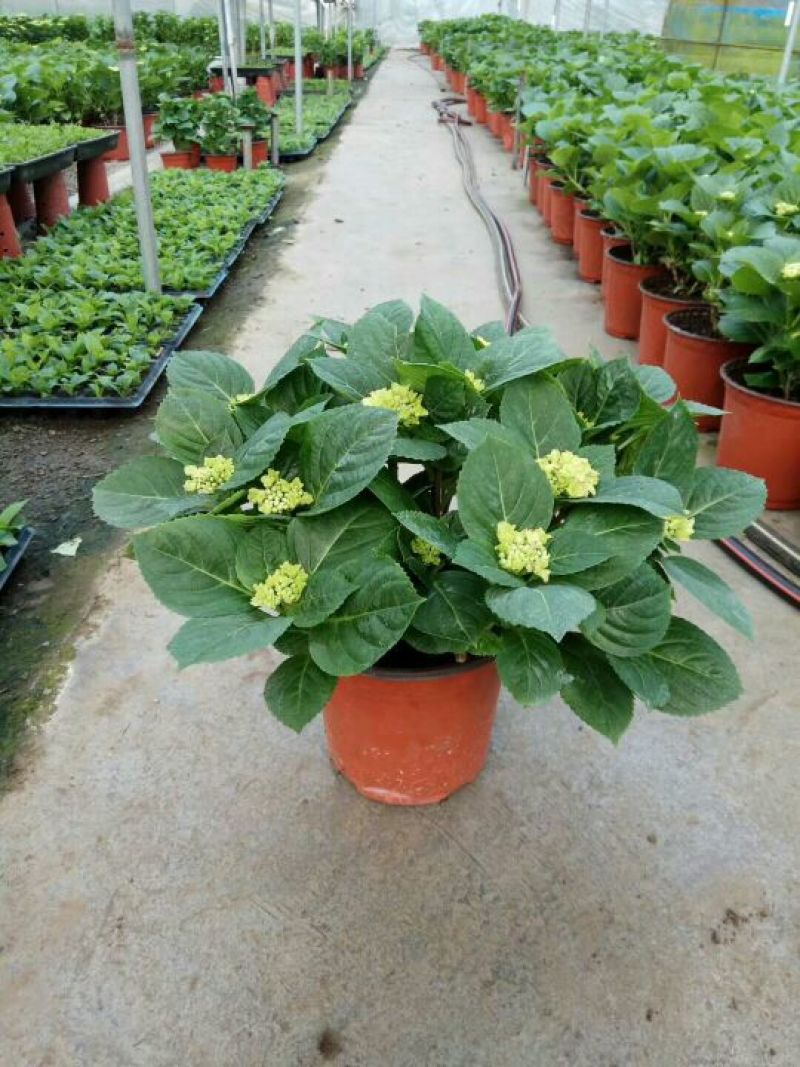 八仙花
