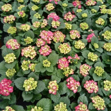 八仙花