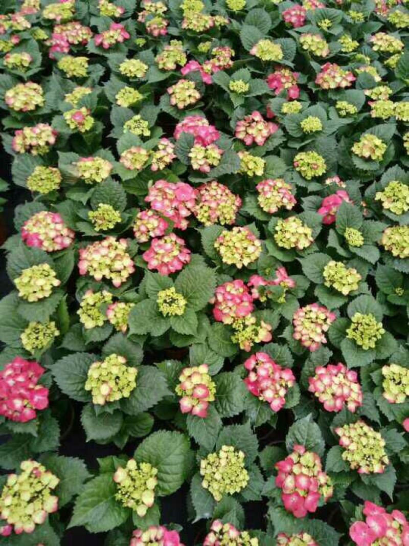 八仙花
