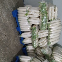 精品后皮花叶白萝卜