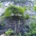 中草药纯野生基地