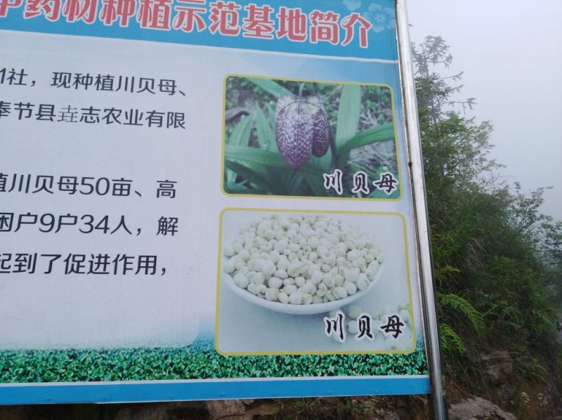 中草药纯野生基地