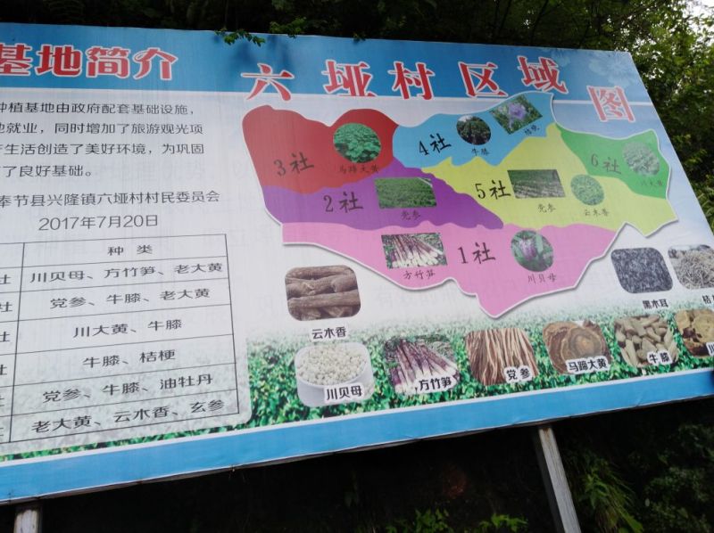 中草药纯野生基地