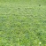 中草药纯野生基地