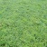 中草药纯野生基地