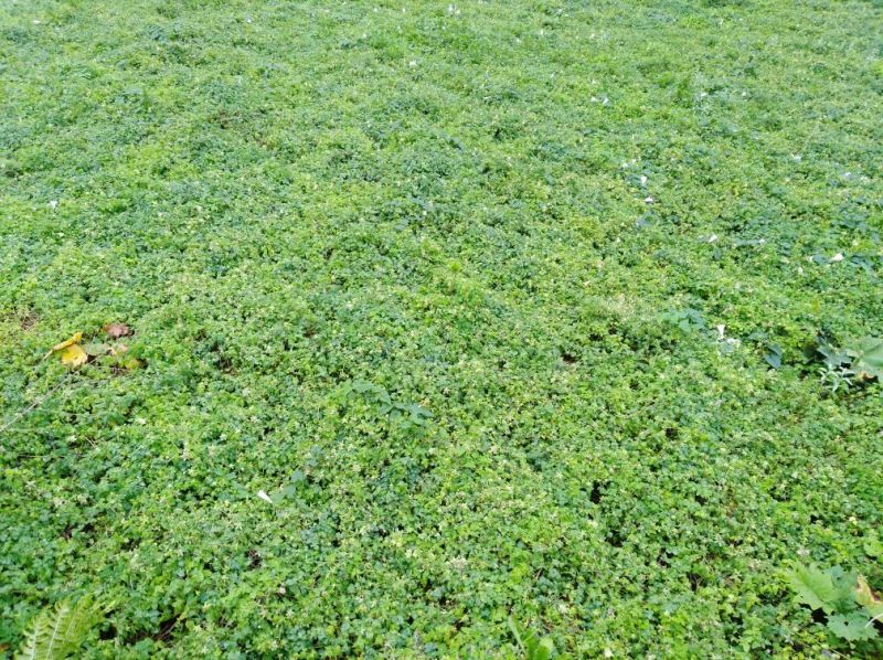 中草药纯野生基地
