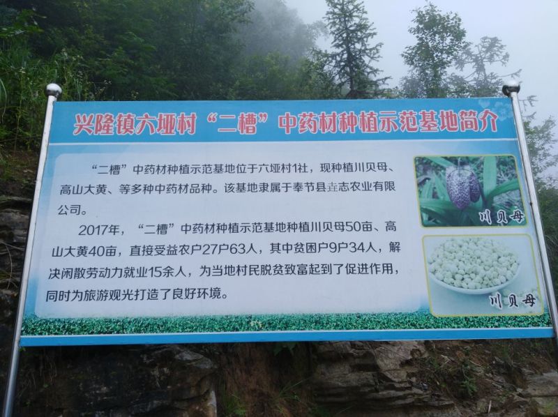 中草药纯野生基地