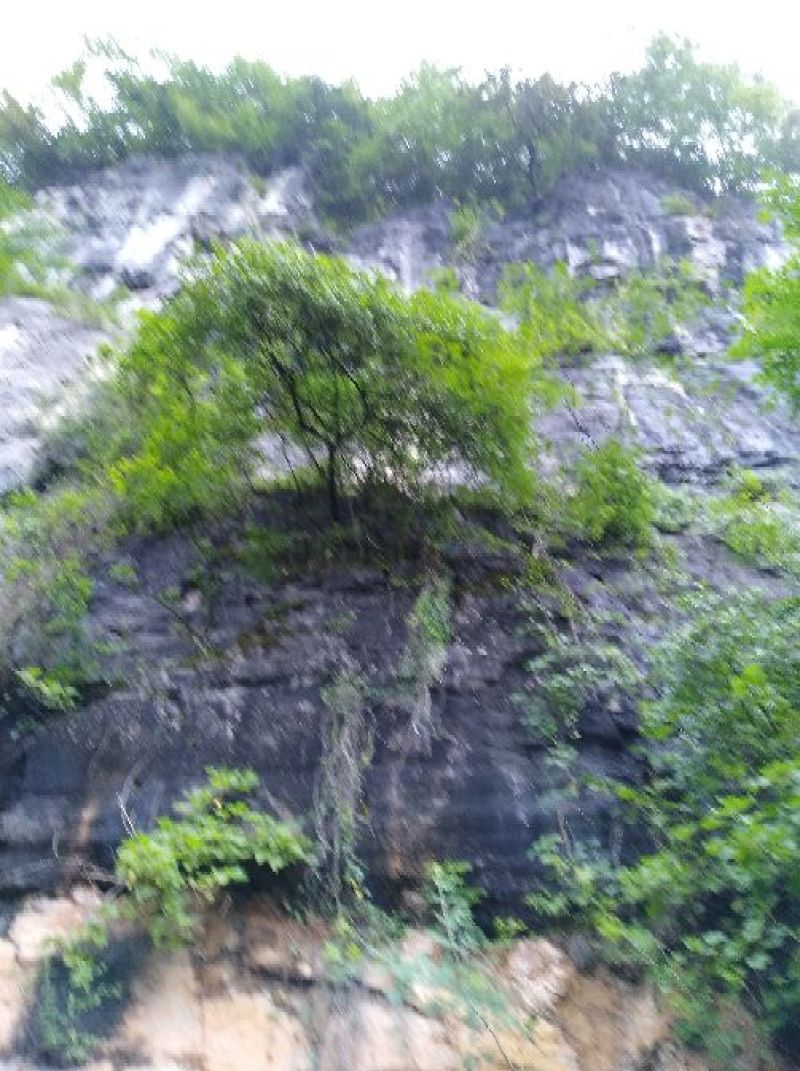 中草药纯野生基地