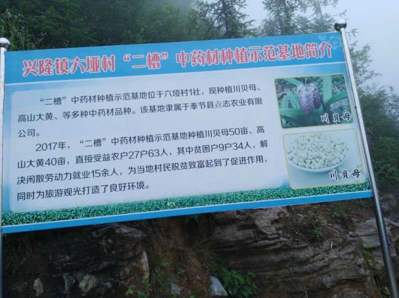 中草药纯野生基地