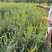 干黄花菜