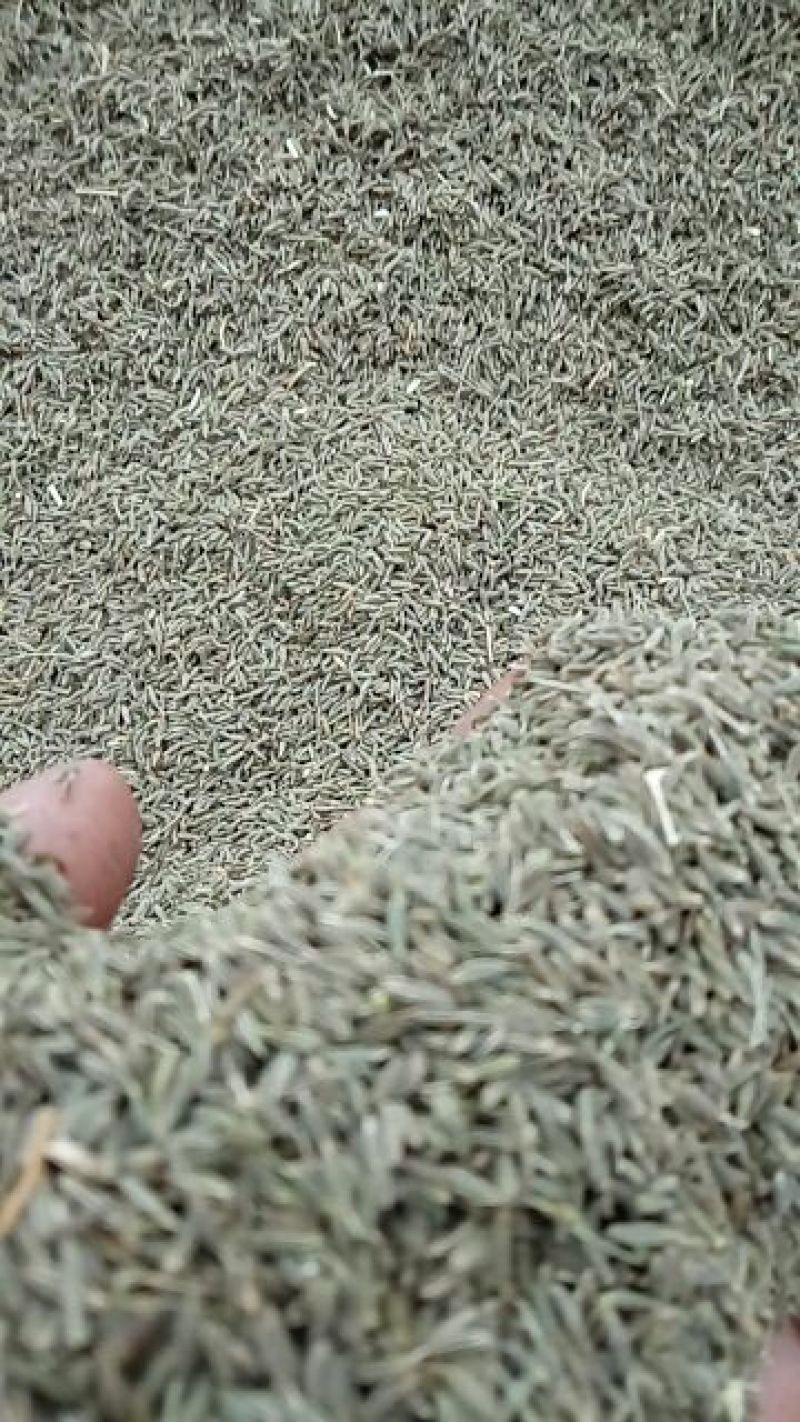 孜然