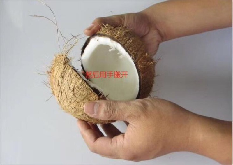 椰子1~1.5斤