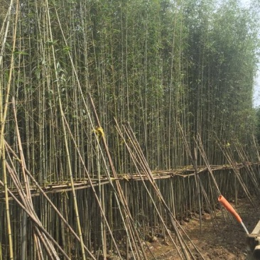 钢竹4~5m
