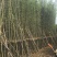 钢竹4~5m