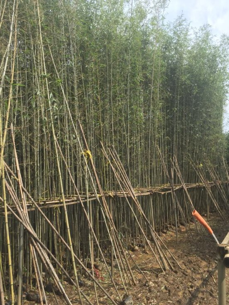 钢竹4~5m