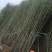 钢竹4~5m