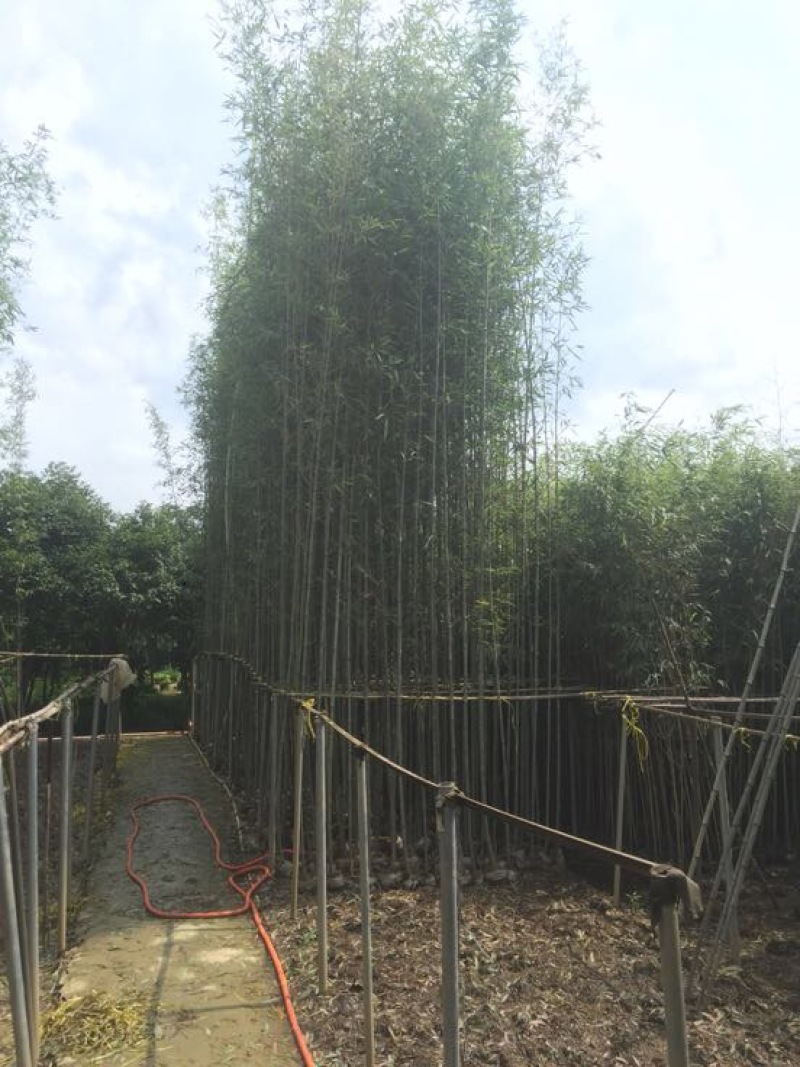 钢竹4~5m