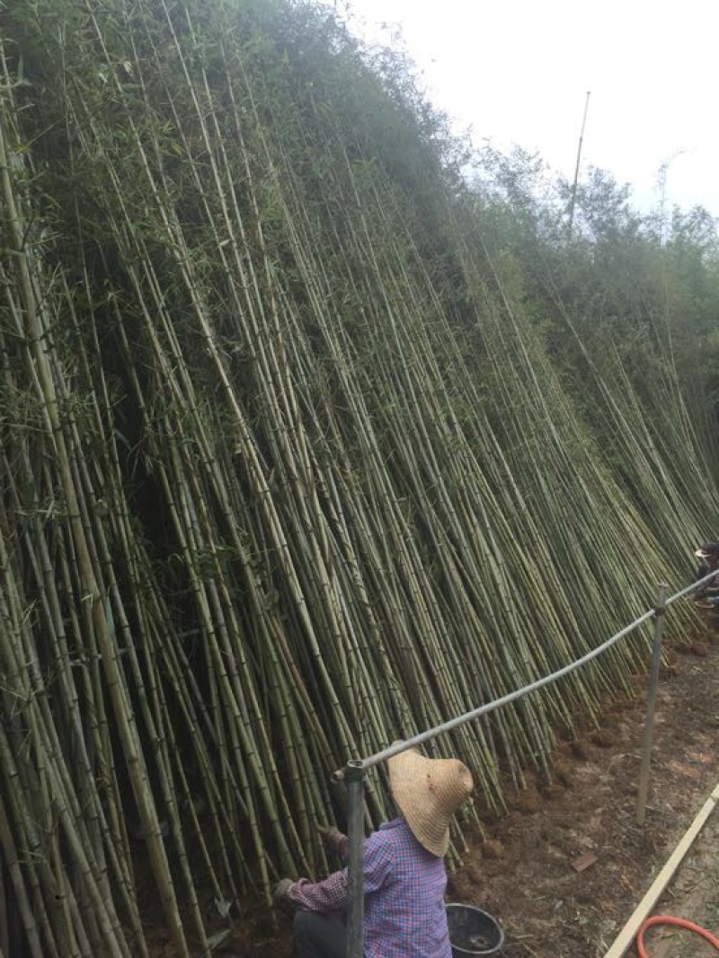 钢竹4~5m