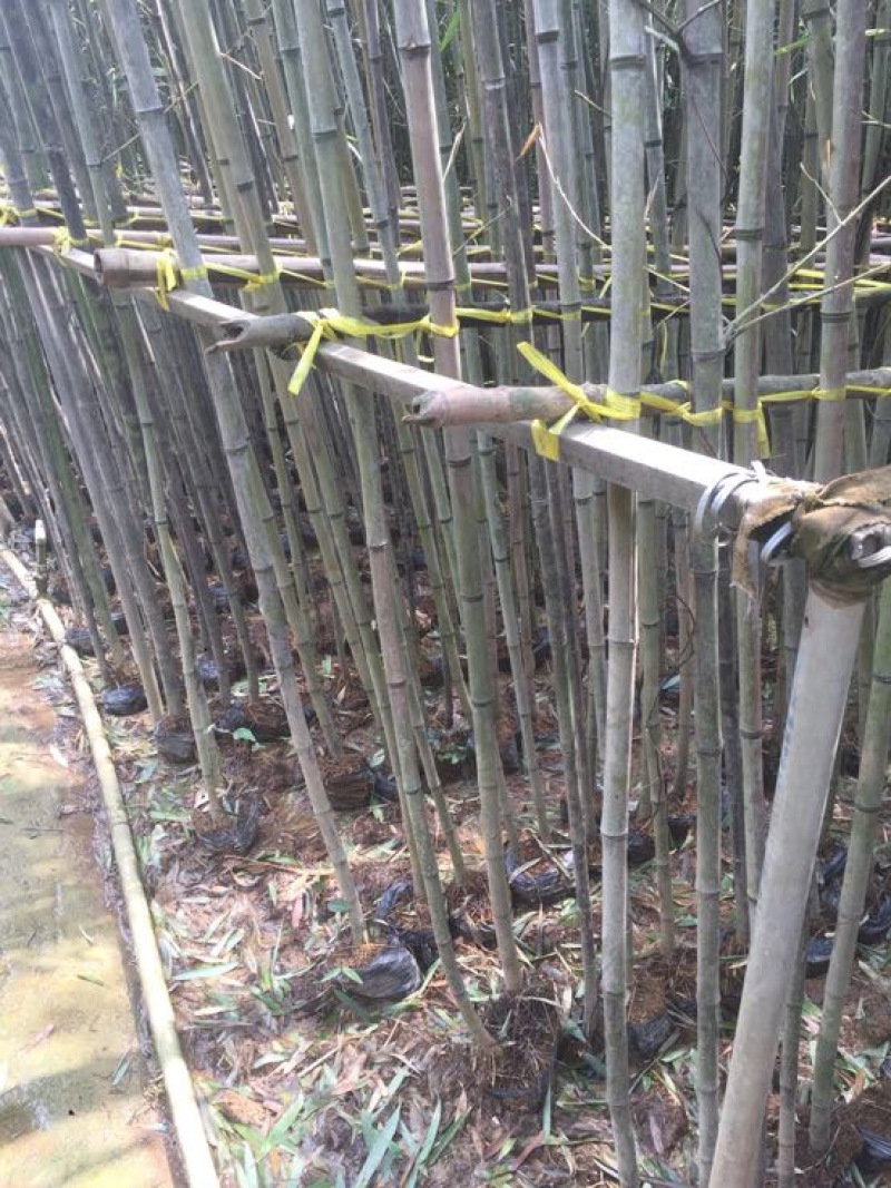 钢竹4~5m