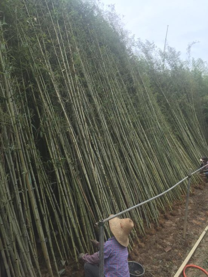 钢竹4~5m