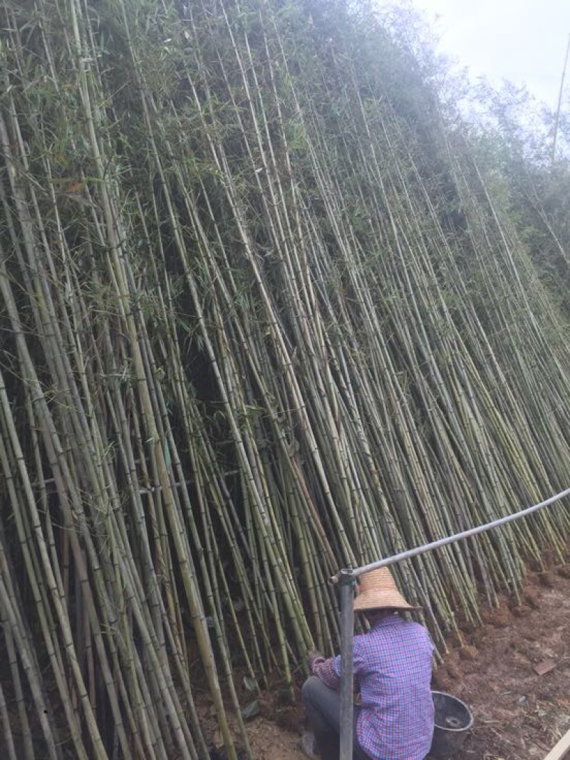 钢竹4~5m