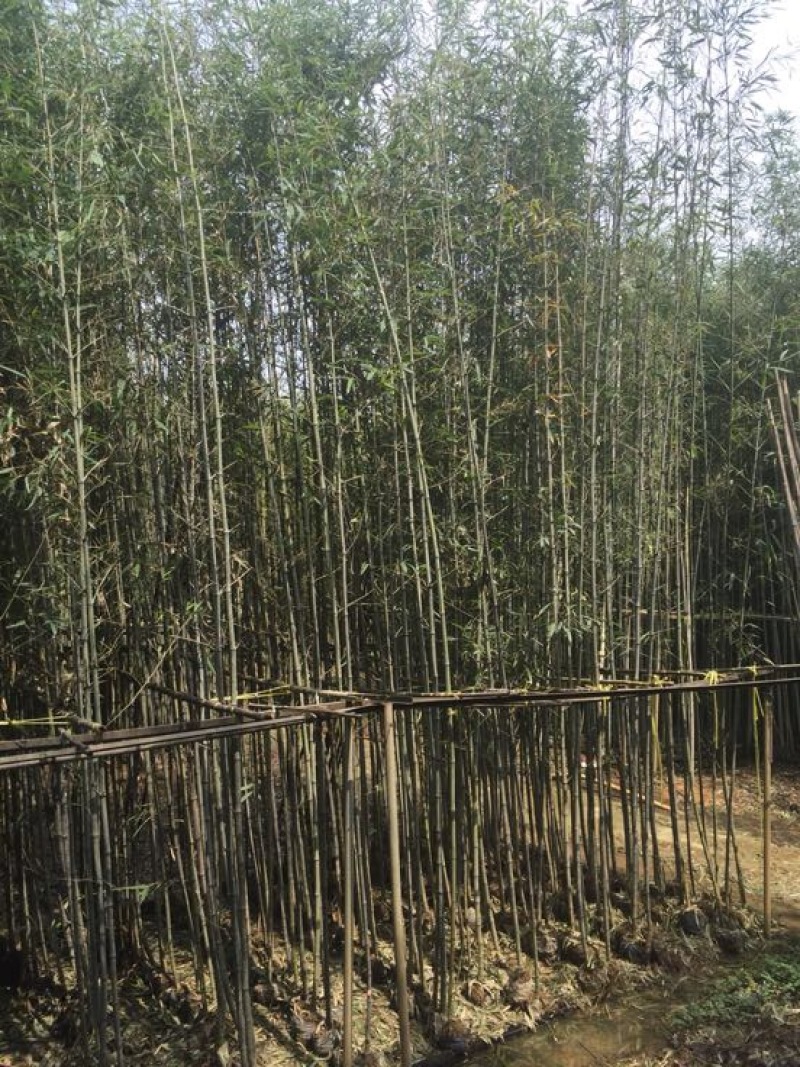 钢竹4~5m