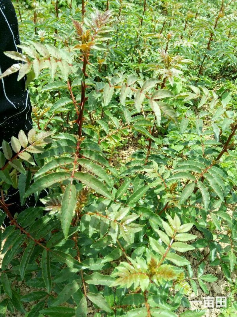 大红袍花椒苗