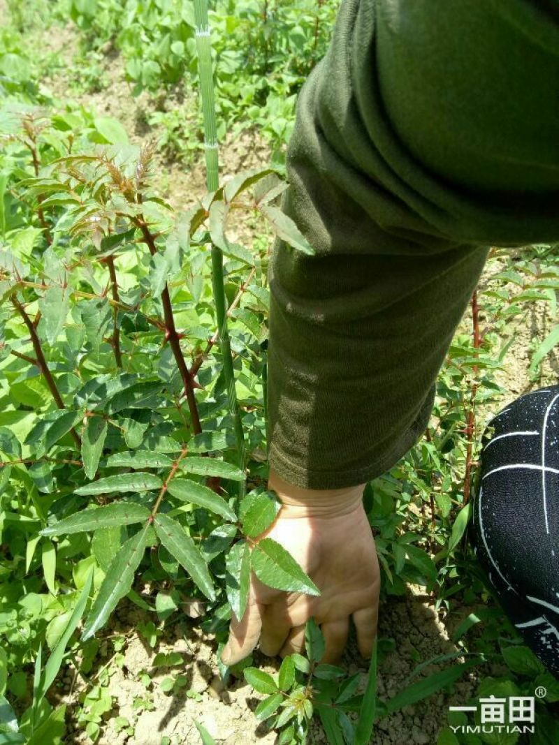 大红袍花椒苗