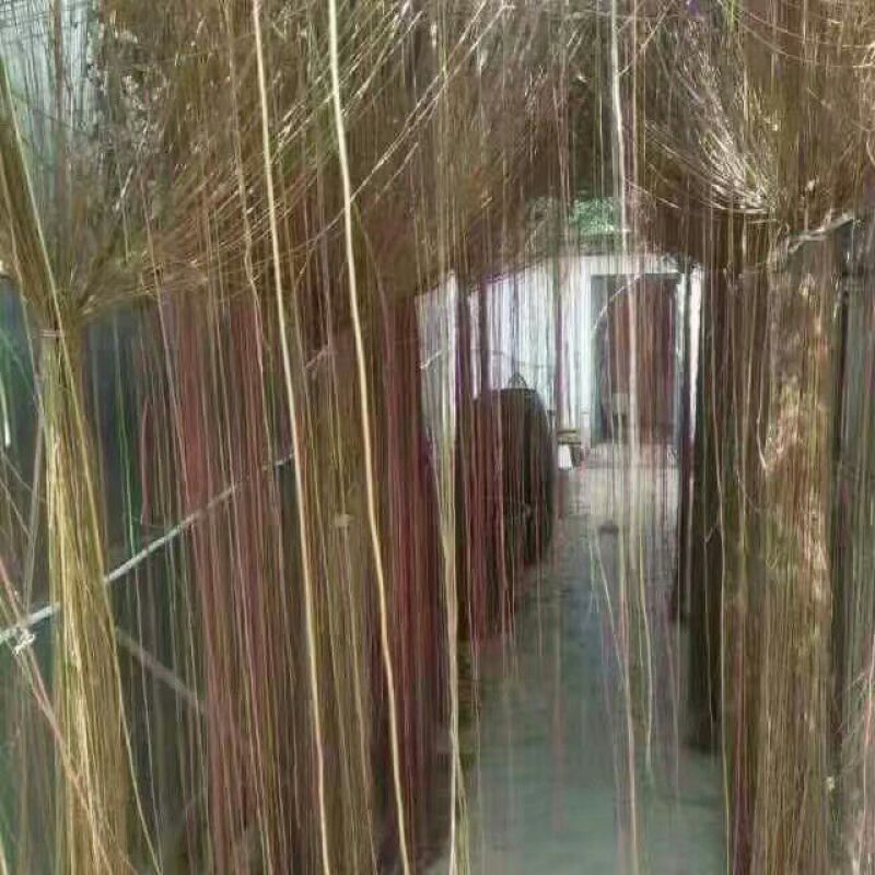 一帘幽梦